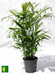 شامادورا - نخل بامبو